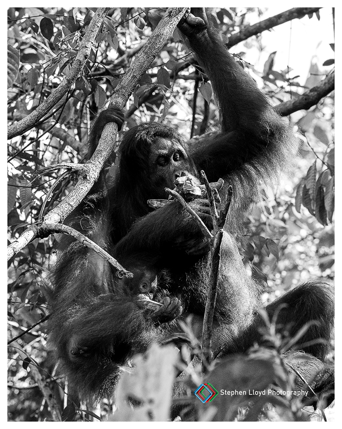 Mother and child oranutans in a tree